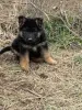 Фото №3. Deutsche Schäferhundwelpen zu verkaufen.  Германия