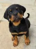 Фото №3. Entzückende Rottweiler-Welpen suchen einliebevolles Zuhause!.  Германия