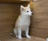 Дополнительные фото: Ищет дом маленькое чудо Лунтик, щенок 2 месяца!