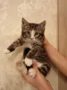 Дополнительные фото: Котенок Кася ищет дом!