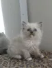 Фото №3. Gorgeous GCCF ragdoll kittens... Германия