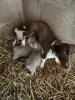 Дополнительные фото: Kauniita miniatyyri-jackrussellinterrierin pentuja Meillä on kaunis 4 pennun