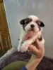 Дополнительные фото: Идеальные чистокровные щенки Ши-Тцу.
