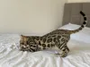 Дополнительные фото: Шикарный Бенгальский кот