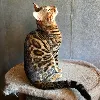 Дополнительные фото: Вязка бенгальских кошек
