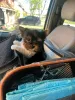 Фото №3. Teacup Yorkies доступны для усыновления.  США