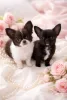 Фото №2 к объявлению №165891 о продаже чихуахуа - купить в Украине из питомника, заводчик