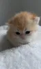 Дополнительные фото:  Британские котята золотая шиншилла девочки 