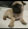 Дополнительные фото: pug