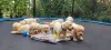 Фото №3. Labrador Retriever Puppies.  Германия