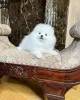 Фото №2 к объявлению №166628 о продаже померанского шпица - купить в Германии частное объявление