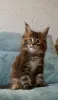 Дополнительные фото: Котята мейн-кун