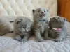 Фото №3. Tica Full Pedigree British Shorthair Kitten. США