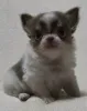Фото №1. чихуахуа - купить в Freiburg im Breisgau за договорная. Объявление №152857