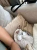 Дополнительные фото: Красивые котята снегоступы