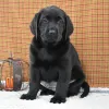 Фото №4. Продажа лабрадор-ретривера в Лондонский район Камден частное объявление - цена 64937₽