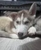 Дополнительные фото: Щенки хаски