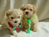 Дополнительные фото: МальтіпуF1MaltipooF1цуценята1,5місpuppies 1.5 months  Ukraine, Kyiv.  Worldwide