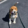 Фото №3. Beagle щенки доступны для усыновления.  США