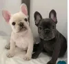 Фото №1. французский бульдог - купить в Амстердам за 69575₽. Объявление №160464
