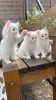 Фото №3. Chatons Angora Turc в продаже. Бельгия