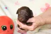Дополнительные фото: Bolonka Weta FCI Puppy