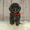 Дополнительные фото: Потрясающие щенки Goldendoodle