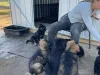 Дополнительные фото: Entzückende Deutsche Schäferhundwelpen suchen ein Libevolles Zuhause für immer.