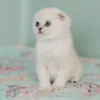 Фото №2 к объявлению №172913 о продаже шотландская вислоухая (скоттиш фолд) - купить в Германии частное объявление