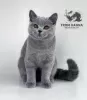 Фото №3. British Shorthair blue. Беларусь