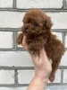 Дополнительные фото: Toy poodle /teacup puppies