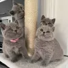 Фото №1. британская короткошёрстная - купить в Хельсинки за договорная. Объявление №140668