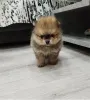Дополнительные фото: Красивые щенки Pomeranian Spitz