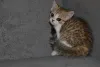Дополнительные фото: Породные Шотландские котята