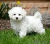 Фото №1. бишон фризе - купить в Хельсинки за договорная. Объявление №156868