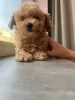 Дополнительные фото: Maltipoo F1 Mini / Мальтипу Ф1 мини