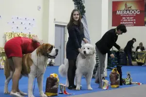 Дополнительные фото: Пиренейская горная собака.