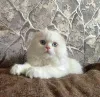 Фото №2 к объявлению №153956 о продаже шотландская (скоттиш страйт) - купить в России из питомника