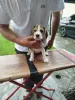 Дополнительные фото: Beagle щенки на продажу
