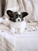 Фото №3. Papillon Puppy доступен.  Литва