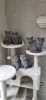 Фото №1. британская короткошёрстная - купить в Байербах за договорная. Объявление №168609