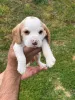 Дополнительные фото: Beagle Puppy