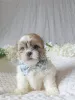 Фото №1. ши-тцу - купить в Париже за договорная. Объявление №143145