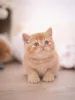 Дополнительные фото: Предлагается помет красивых британских короткошерстных котят.