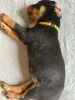Фото №3. Kauniita ja leikkisiä rottweilerin pentuja, rekisteröity Kansasiin.  Финляндия