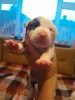 Дополнительные фото: Amerikanische Bulldogge, Nicht xl