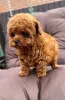 Фото №1. пудель (той) - купить в Техас -Сити за 68996₽. Объявление №146028
