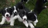 Фото №3. Щенки бордер-колли.  Бельгия