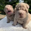 Фото №3. Gut Ausgebildete Sha-Pei-Welpen Zur Vermittlung..  Германия