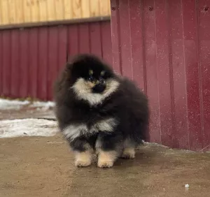 Фото №3. Beautiful girl black and tan 3 months.  Россия